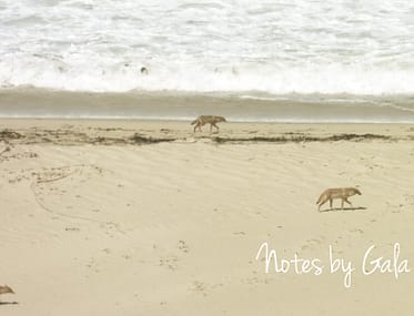 perros salvajes playas california