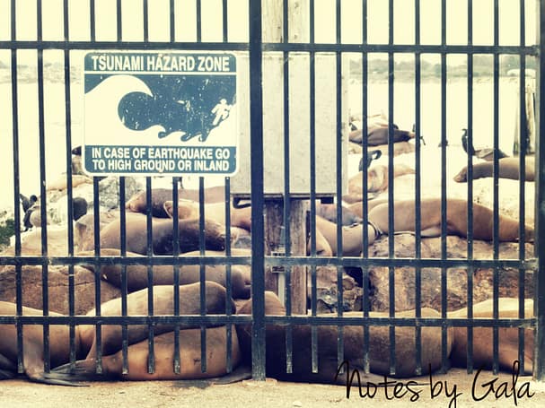leones marinos bahía monterey