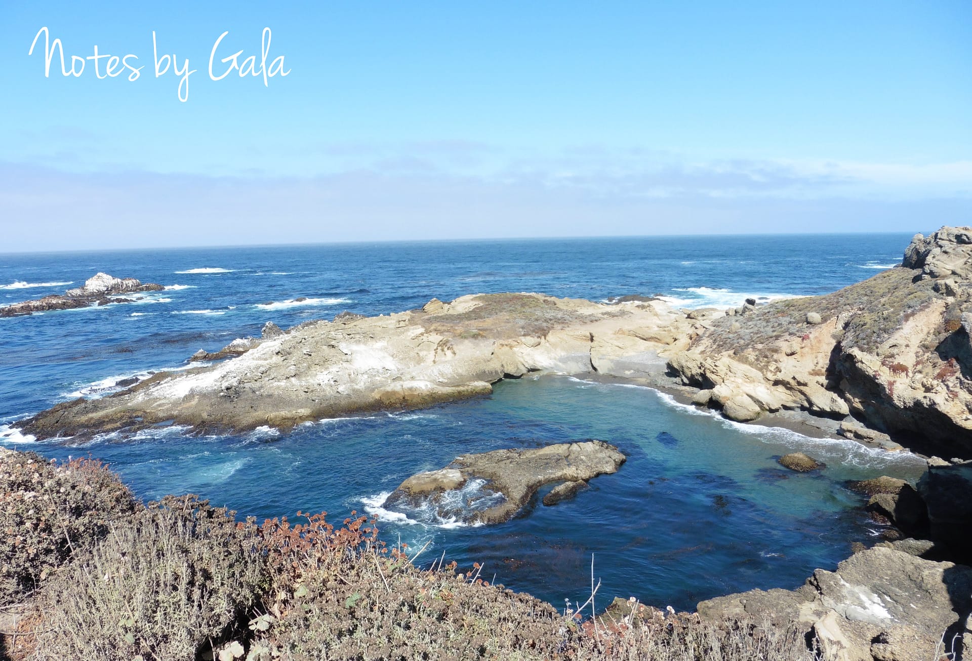 se permiten perros en point lobos